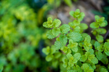 peppermint Top view,Green peppermint leaves.