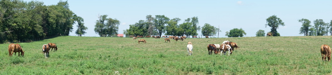Naklejka na ściany i meble A herd of horses on a farm hill