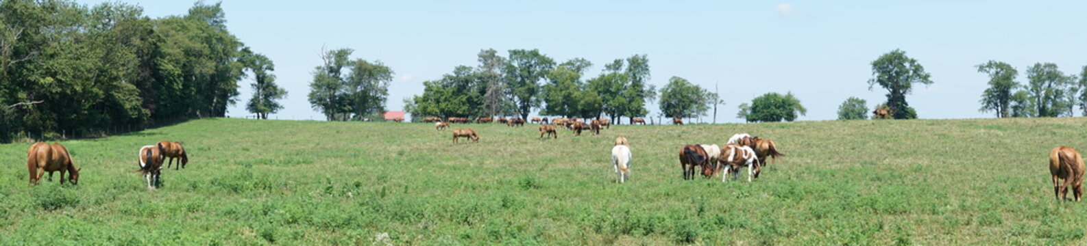 A herd of horses on a farm hill © Vito Natale NJ USA