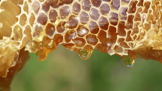 Honey dripping from honey comb on nature background, close up. Thick honey dripping from the honeycomb. Healthy food concept