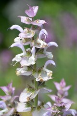 Very Pretty Pale Clary Sage Flowering and Blooming