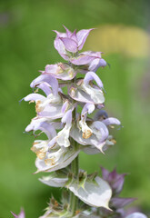 Herb Garden with Blooming Clary Sage Plant
