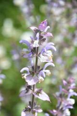 Pretty Flowering Clary Sage in a Garden