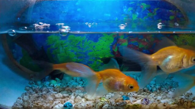 Ikan Mas Koki or Indonesian Goldfish or Cyprinus Carpio in mini oxygen aquarium. Known famously as Indonesian People Favorite Pet. Suitable for Fish Enthusiast or pet lovers