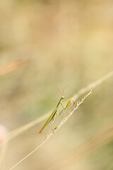 Insect Mantis religiosa on a blade of grass on a summer meadow