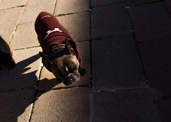 Dog standing in the sun - Burano, Italy