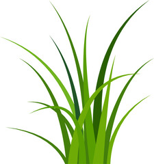 Fototapeta premium Grass. Grass field natural