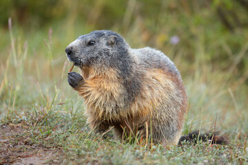 Naklejka na ściany i meble Marmot eating grass. Closeup alpine marmot in the French Alps in summer. Marmota marmota.
