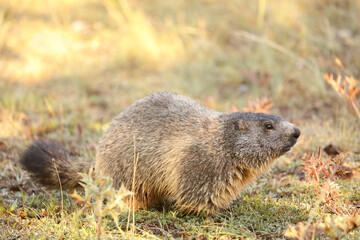 Alpine marmot - Marmota marmota - sitting in the grass