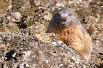 Naklejka na ściany i meble Portrait of the alpine marmot - Marmota marmota - with a stone background