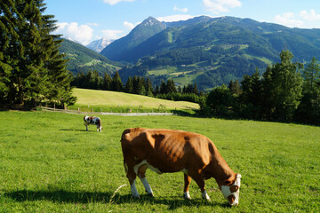 Fototapeta na wymiar cows grazing in the Austrian Alps of the Dachstein region (Styria or Steiermark, in Austria) 