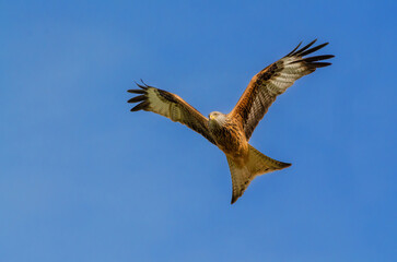 Red Kite, Milvus milvus, In flight against a clear blue sky