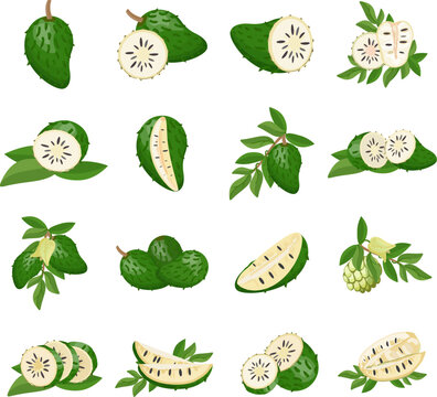 Soursop icons set cartoon vector. Muricata fruit. Fruit plant