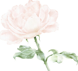 Obraz premium Rose Bouquet Watercolor Element