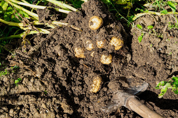 Harvesting potatoes in the field with a shovel by hand. Fresh natural potatoes on the ground in autumn.The topic is agriculture.