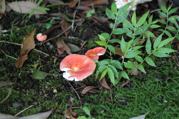 red mushroom