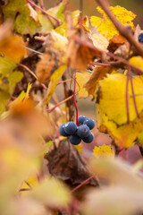 Leaves of the Langhe vineyards in autumn, Piedmont, Italy