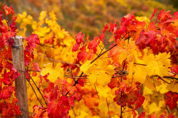 Leaves of the Langhe vineyards in autumn, Piedmont, Italy