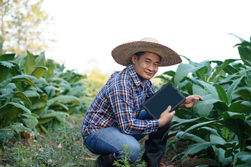 Asian man farmer is at garden, wears hat, plaid shirt, holds smart tablet to check quality and diseases of tobacco plants. Concept : smart farmer, use technology                       