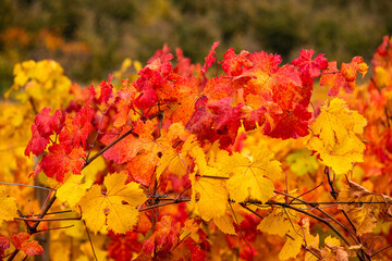 Leaves of the Langhe vineyards in autumn, Piedmont, Italy