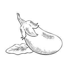 eggplant with leaves, black and white drawing, hatching