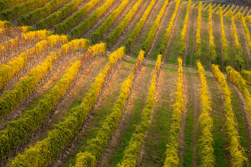 Fototapeta premium panorama of the Langhe vineyards in autumn, Piedmont, Italy
