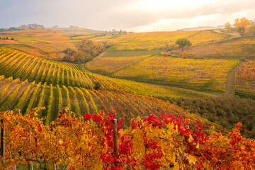 panorama of the Langhe vineyards in autumn, Piedmont, Italy