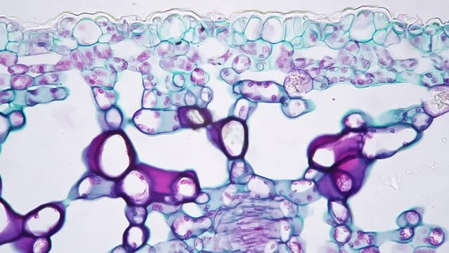 Ligustrum lucidum leaf in transversal section magnified under microscope in 400 times. Macro footage of long narrow purple piece of plant in scientific research on bright field. Experiment in lab