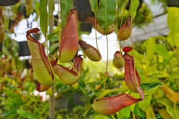 a fresh tropical pitcher plants or monkey cups. It is a type of plant that has developed leaves as a trap to catch insects.