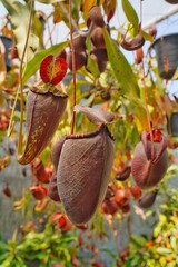 a fresh tropical pitcher plants or monkey cups. It is a type of plant that has developed leaves as a trap to catch insects.