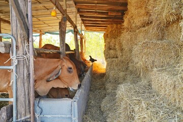 A group of Cows eating haystack in the barn. Cows farm. 