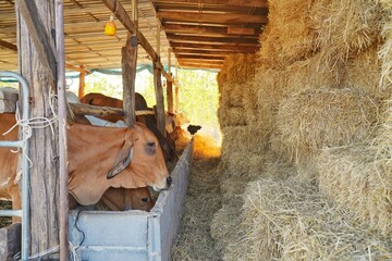 A group of Cows eating haystack in the barn. Cows farm. 