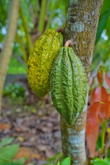 A fresh cocoa pods on a cocoa tree in the orchard. 
Dry cocoa beans are the components of Cocoa powder.