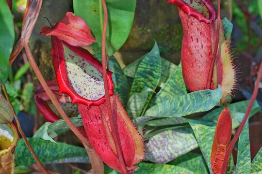 a fresh tropical pitcher plants or monkey cups. It is a type of plant that has developed leaves as a trap to catch insects.