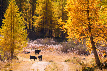 Autumn view of the Valsavaranche valley, from Pont, Valsavaranche, Valle d'Aosta, Italy