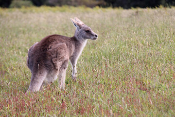 kangaroo in australia 