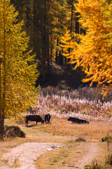 Autumn view of the Valsavaranche valley, from Pont, Valsavaranche, Valle d'Aosta, Italy