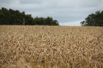 wheat field in the summer
