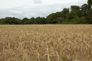 wheat field in the summer
