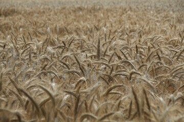 wheat field in the summer