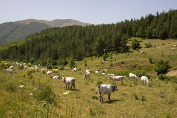 Fototapeta premium White cows grazing in the mountains in Italy