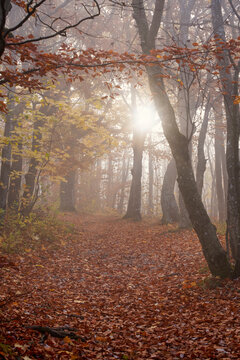 misty autumn in the forest