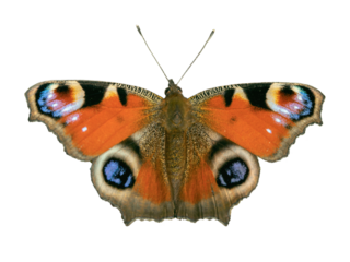 Natural European peacock butterfly (Aglais io) isolated on white.