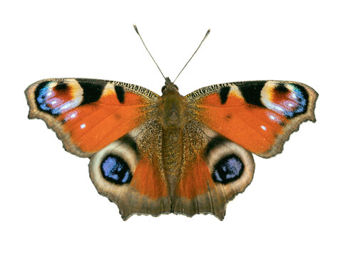 Natural European peacock butterfly (Aglais io) isolated on white.