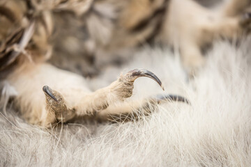 Fototapeta premium Claws of an eagle. Falcon legs hold hand. The tamer of the predatory eagle holds his bird in his arms. Falcon hunting.