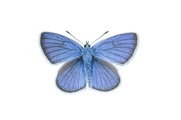 Natural mazarine blue butterfly (Cyaniris semiargus). Transparent background.