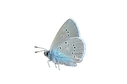 Mazarine blue butterfly (Cyaniris semiargus). Transparent background
