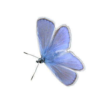 Male common blue butterfly (Polyommatus icarus) Transparent background.
