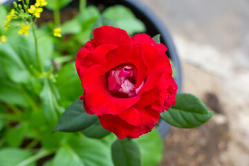 A Red roses in bloom. Natural blooming red roses.