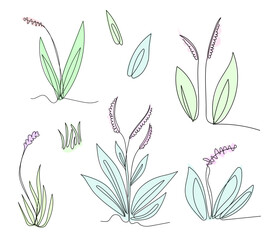 Set of herbs and field plants hand drawn in line art style. Vector illustration.